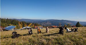 Hundeparadies im Bayerischen Wald